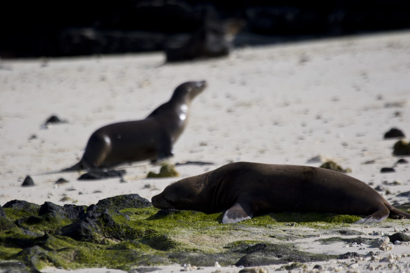 Galápagos Sealions On Beach